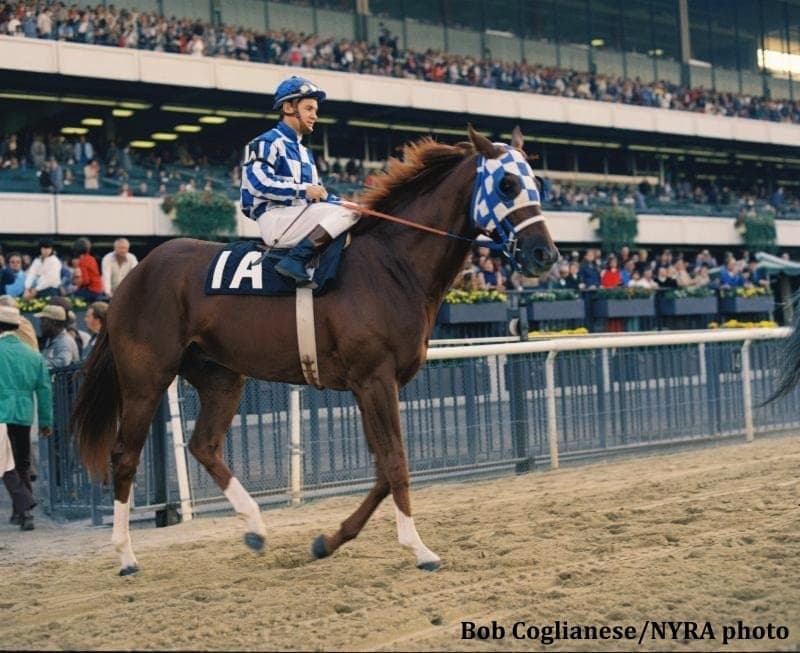SECRETARIAT(BÜYÜK KZIL)