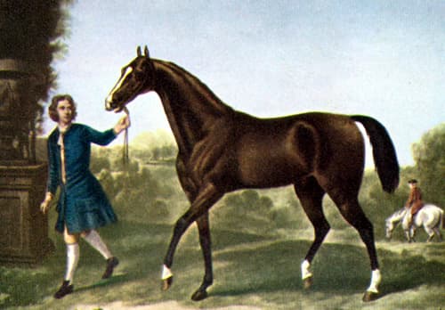 DARLEY ARABIAN